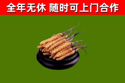 九龙坡烟酒回收冬虫夏草.jpg